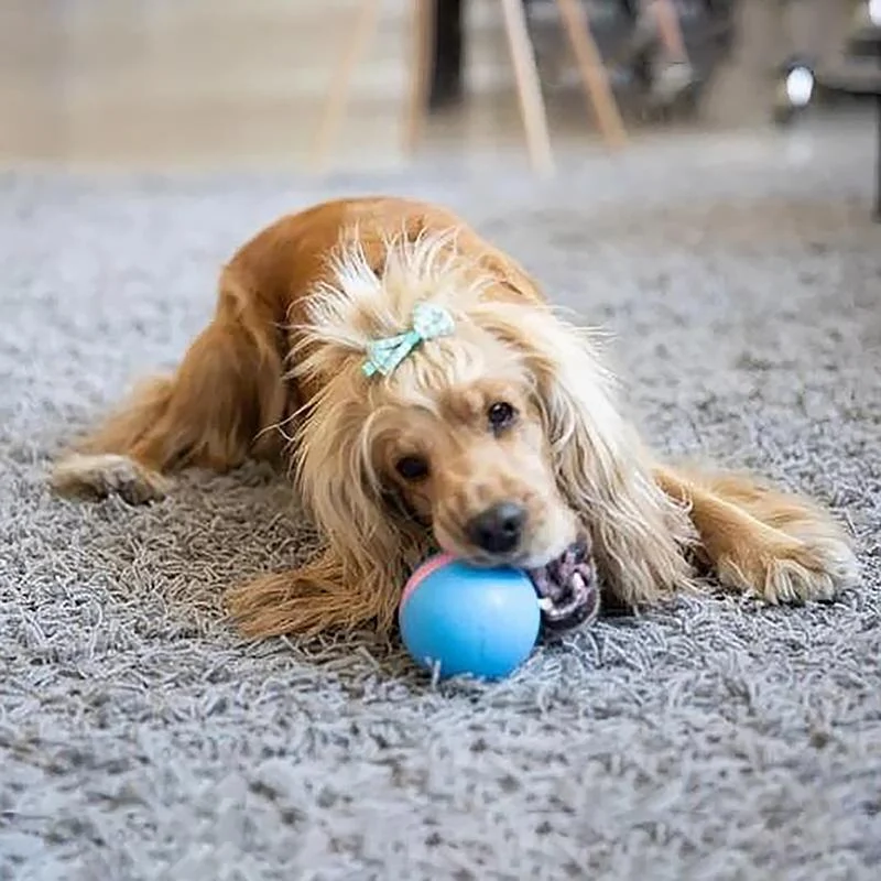 Magic Ball Pet Motion Toy